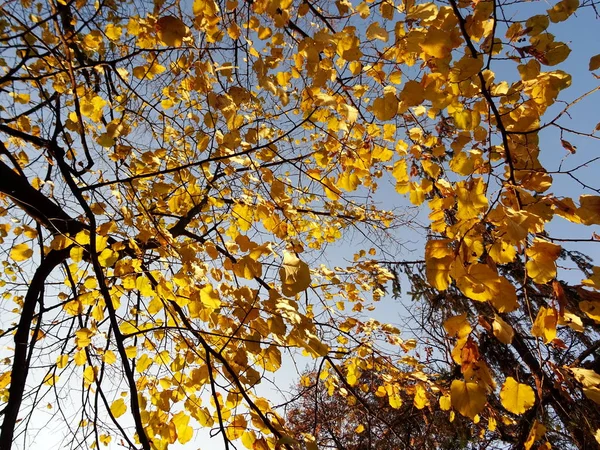 Gelbe Herbstblätter Auf Einem Baum — Stockfoto