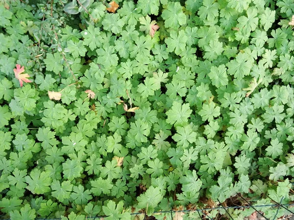 Folhas Verdes Cima — Fotografia de Stock