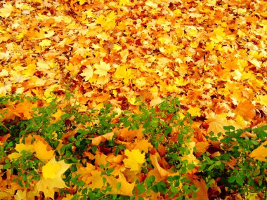 turuncu sonbahar yaprakları yerde