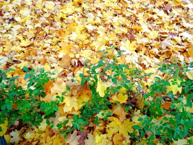 turuncu sonbahar yaprakları yerde
