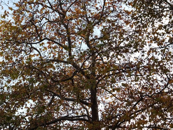 Boom Met Herfstbladeren — Stockfoto