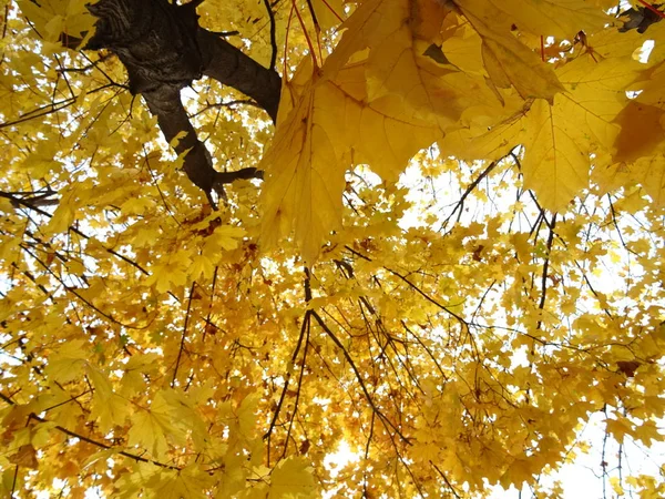 Yellow Autumn Leaves Tree — Stock Photo, Image