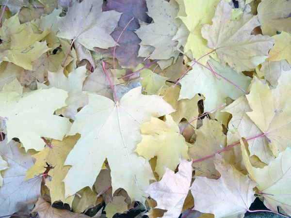 Žluté Podzimní Listy Zemi — Stock fotografie