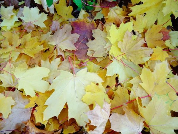 Folhas Outono Amarelo Chão — Fotografia de Stock