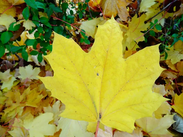 Žluté Podzimní Listy Zemi — Stock fotografie