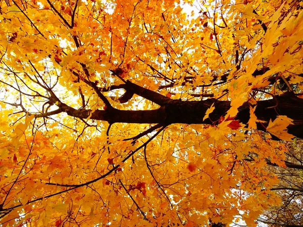 Árvore Outono Grossa Com Folhas Laranja — Fotografia de Stock