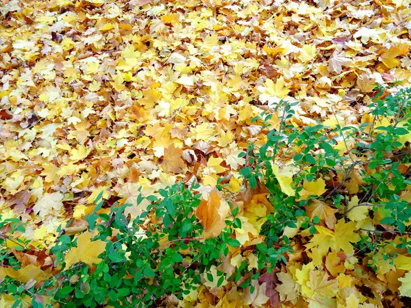 Folhas Outono Laranja Chão — Fotografia de Stock