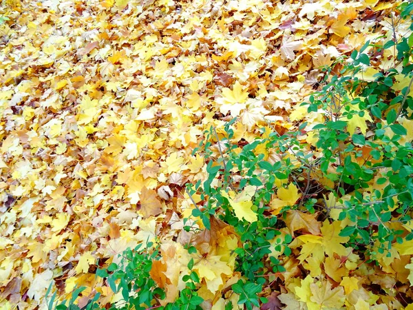 Oranžové Podzimní Listí Zemi — Stock fotografie