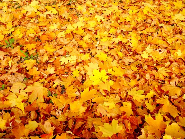 Oranžové Podzimní Listí Zemi — Stock fotografie