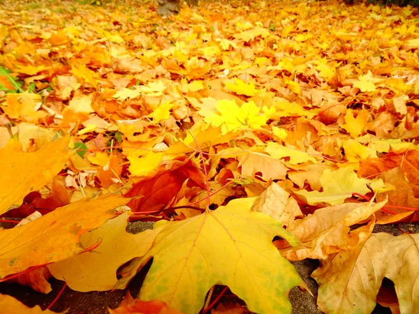 Оранжевые Осенние Листья Земле — стоковое фото