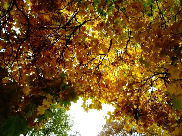 Grüne Und Gelbe Herbstblätter Einem Baum — Stockfoto