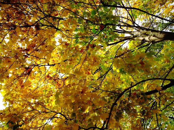 Folhas Outono Verdes Amarelas Uma Árvore — Fotografia de Stock