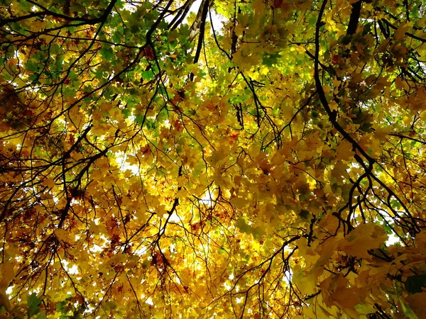 Grüne Und Gelbe Herbstblätter Einem Baum — Stockfoto