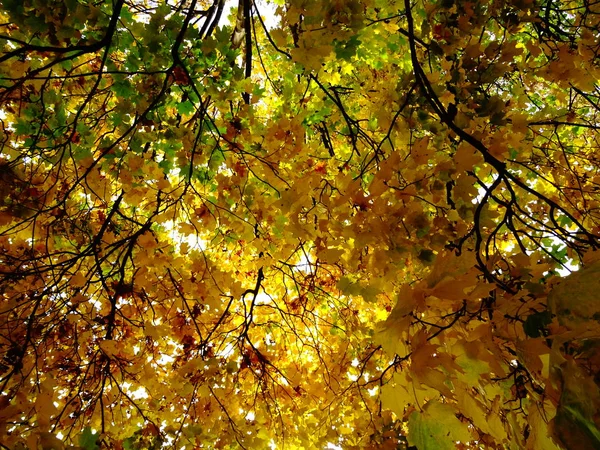 木の緑と黄色の秋の紅葉 — ストック写真