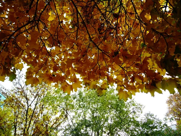 Grüne Und Gelbe Herbstblätter Einem Baum — Stockfoto