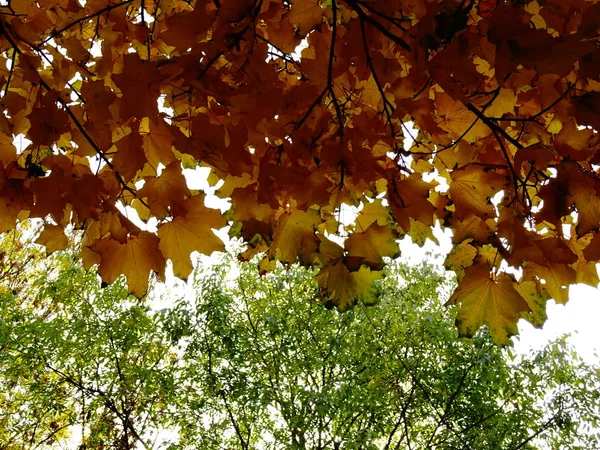 Green Yellow Autumn Leaves Tree — Stock Photo, Image