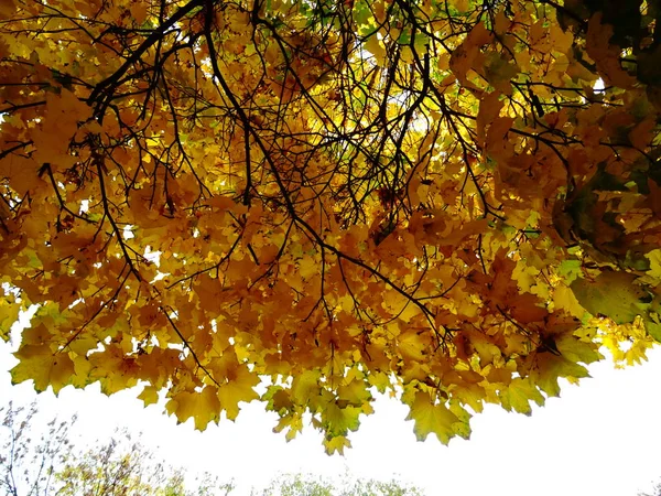 Folhas Outono Verdes Amarelas Uma Árvore — Fotografia de Stock