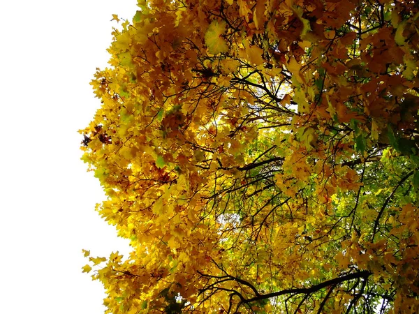 Feuilles Automne Vert Jaune Sur Arbre — Photo