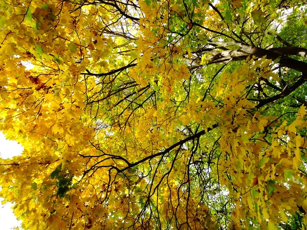 Grüne Und Gelbe Herbstblätter Einem Baum — Stockfoto