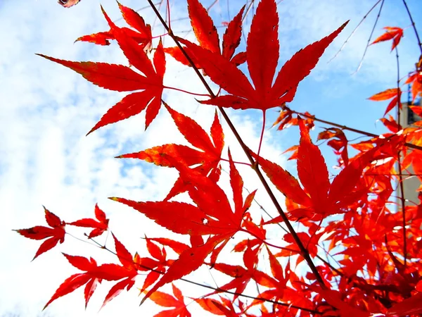 Rote Blätter Vor Dem Hintergrund Des Blauen Himmels — Stockfoto