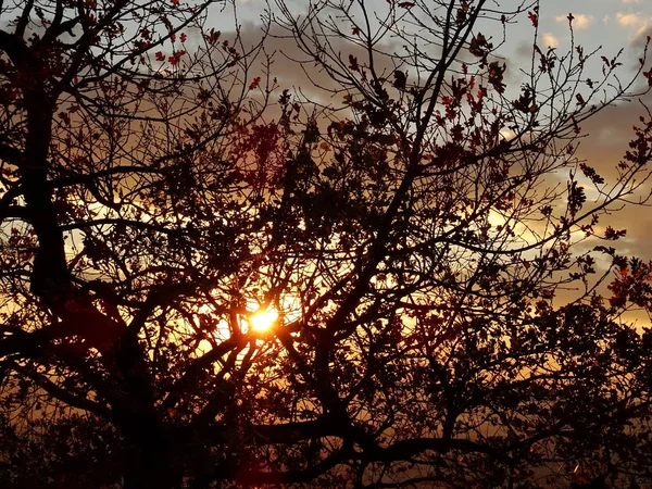 太阳后面裸体树枝 — 图库照片