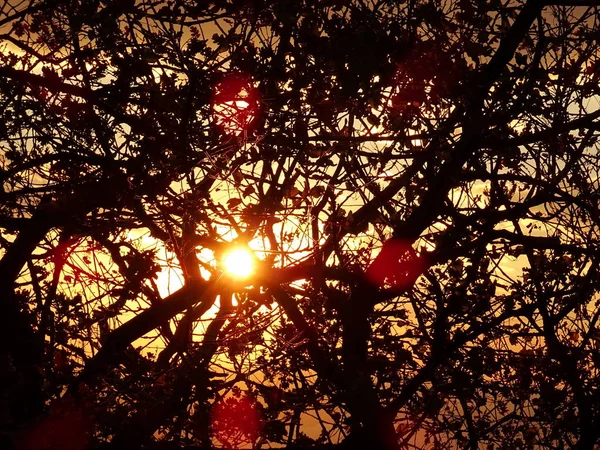 Sonne Hinter Nackten Ästen — Stockfoto