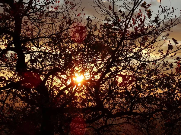 Сонце Оголені Гілки — стокове фото