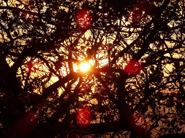 太陽の後ろの裸木の枝 — ストック写真