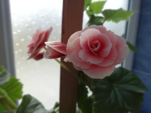 Pink Roses Flower Pot — Stock Photo, Image