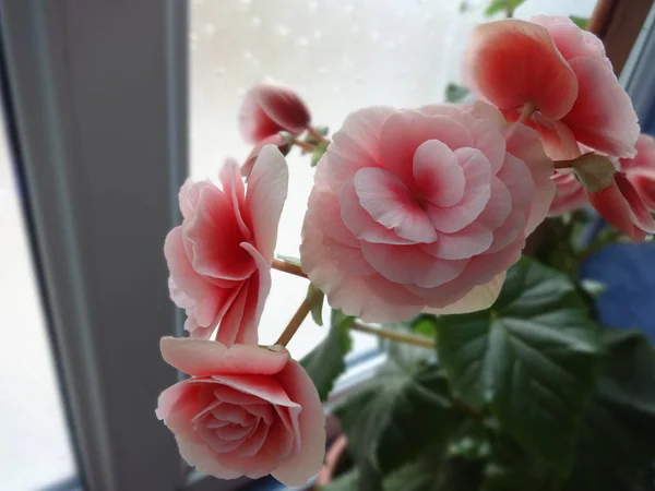 Rosas Rosadas Una Maceta — Foto de Stock