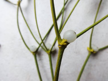 Beyaz topu meyve ile soyut yeşil dallar