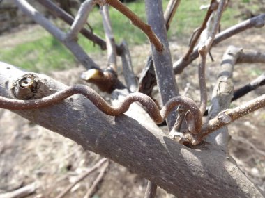 closeup görünümü kıvırcık kivi Şubesi