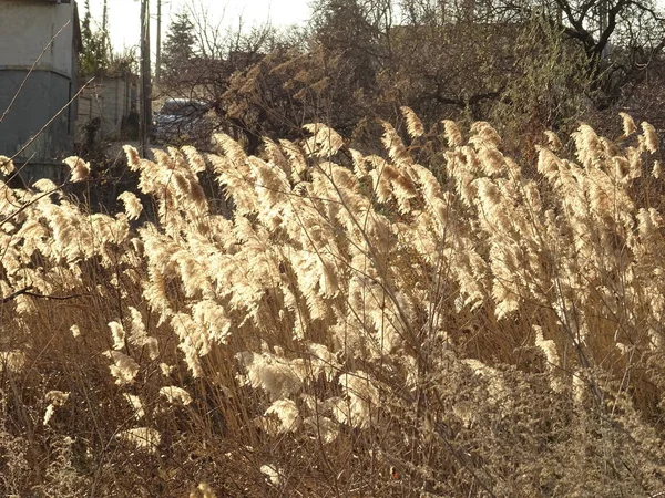 Campo Plantas Secas Fluffy — Fotografia de Stock