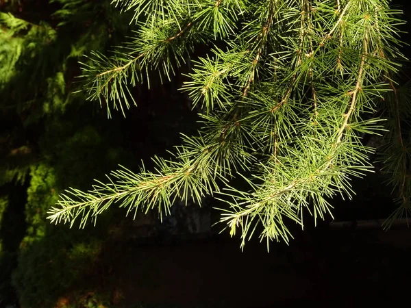 Agățat Ramuri Copac Conifere Verzi Fundal Întunecat — Fotografie, imagine de stoc