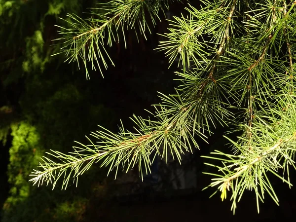 Pendaison Branches Conifères Verts Sur Fond Sombre — Photo