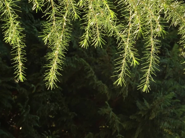 Rami Conifere Verdi Appesi Sfondo Scuro — Foto Stock