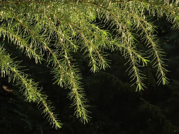 Pendaison Branches Conifères Verts Sur Fond Sombre — Photo