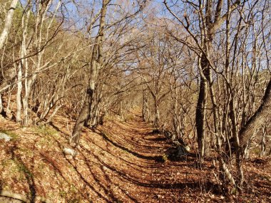 Çıplak ağaçlar ile güneşli orman