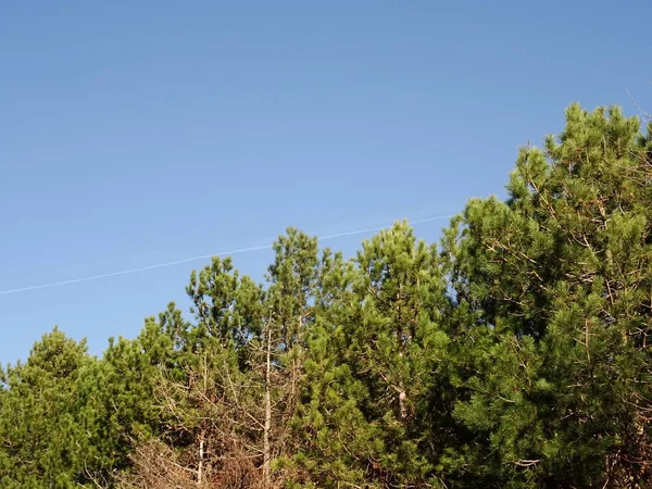 Light Blue Sky and Coniferous Tree Tops