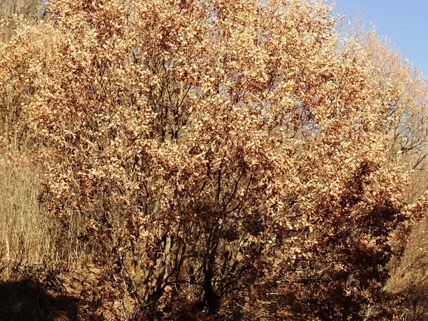 Arbre Automne Avec Feuilles Sèches — Photo