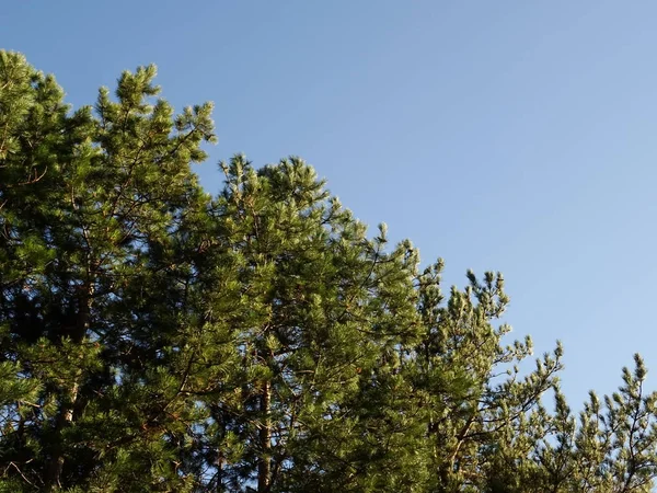 Coniferous Tree Tops against the Background of the Blue Sky