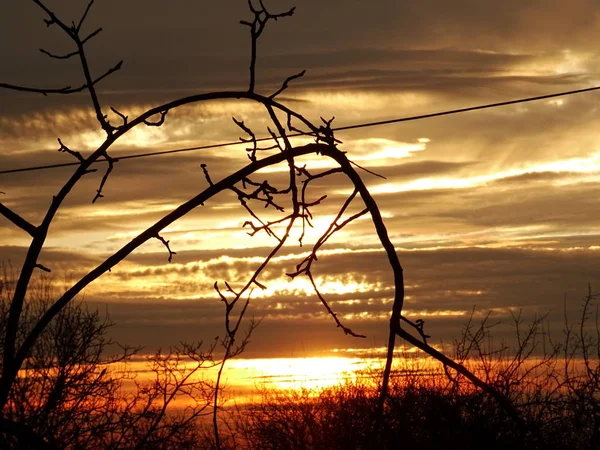 裸木の枝の後ろに明るい日の出の空 — ストック写真