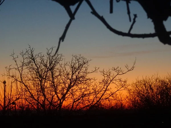 Misturando Cores Céu Nascer Sol Por Trás Ramos Árvores Nuas — Fotografia de Stock