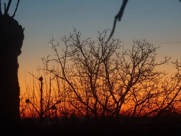 Mezcla Los Colores Del Cielo Del Amanecer Detrás Ramas Árboles —  Fotos de Stock