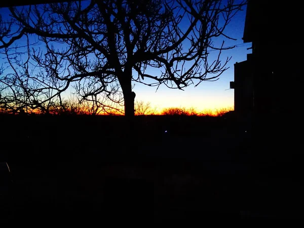 Mezcla Los Colores Del Cielo Del Amanecer Detrás Ramas Árboles — Foto de Stock