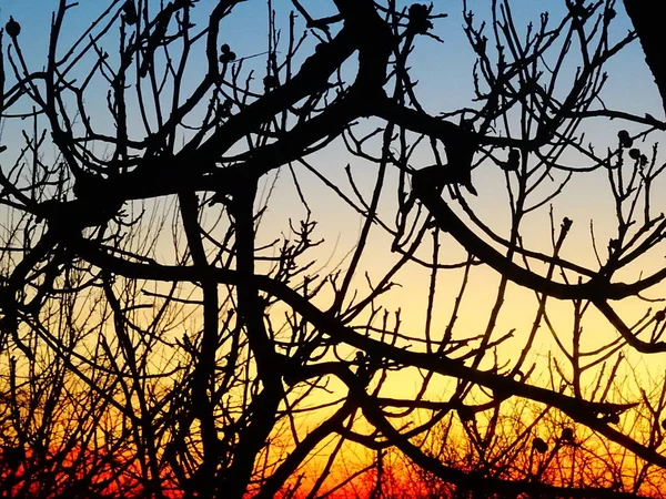Blending Sunrise Sky Colors Nude Tree Branches — Stock Photo, Image