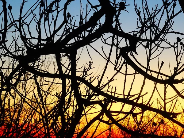 Ανάμειξη Sunrise Ουρανό Χρώματα Πίσω Γυμνό Δέντρο Κλαδιά — Φωτογραφία Αρχείου