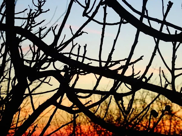 裸木の枝の背後にある色の日の出の空をブレンド — ストック写真
