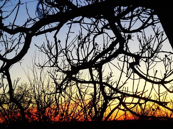 Misturando Cores Céu Nascer Sol Por Trás Ramos Árvores Nuas — Fotografia de Stock