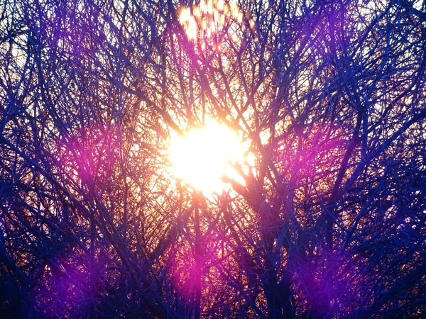 明るい裸木の枝の後ろに太陽 — ストック写真